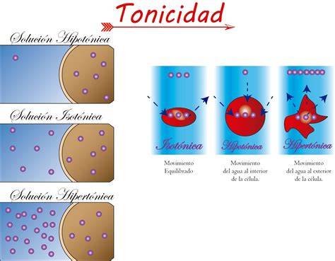 efectos de tonicidad en células
