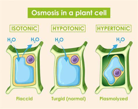 ósmosis en células vegetales plasmólisis