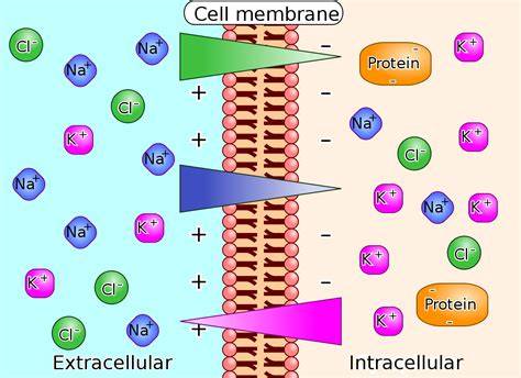 movimiento de iones y potencial de membrana