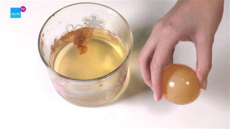 experimento de ósmosis con membrana de huevo