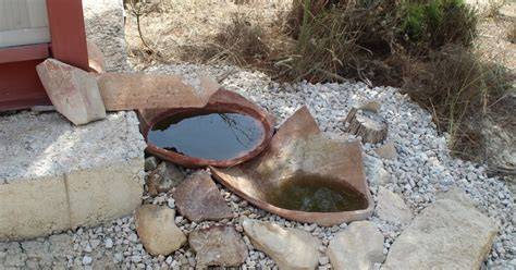 bebedero de fauna silvestre protegido