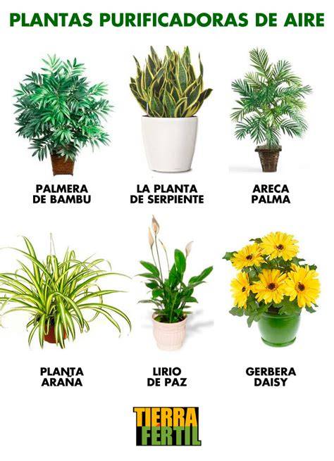 plantas purificadoras de aire NASA interior
