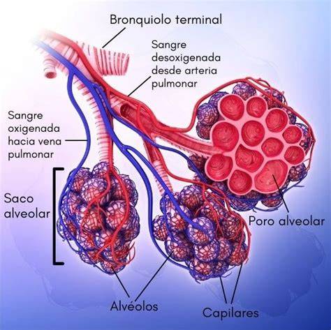 Alvéolos pulmonares rodeados de capilares