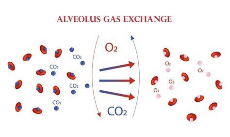 Recorrido del oxígeno y dióxido de carbono