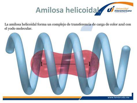 Estructura helicoidal de la amilosa con yodo