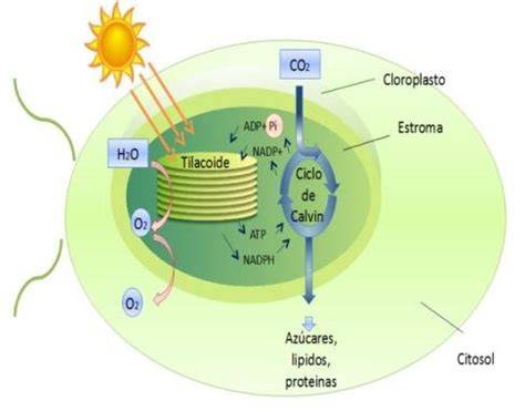 Fotosíntesis de microalgas para purificar aire