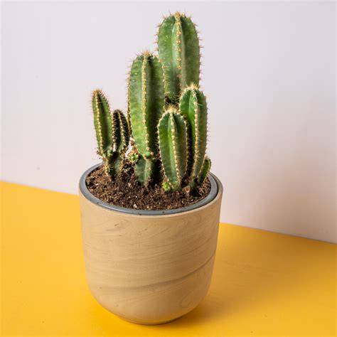 Cactus Cereus peruvianus junto a ordenador