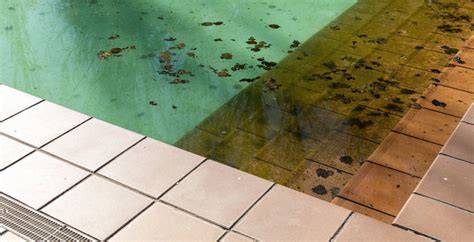 piscina con algas verdes