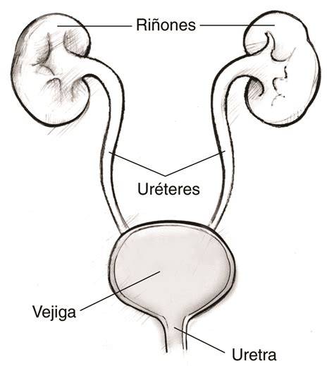 Riñones vías urinarias vejiga uretra esquema