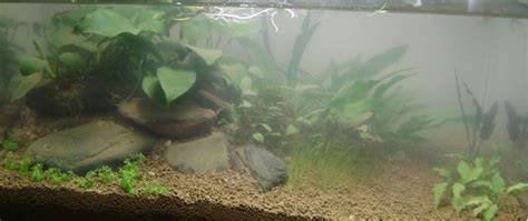 agua turbia en acuario nuevo