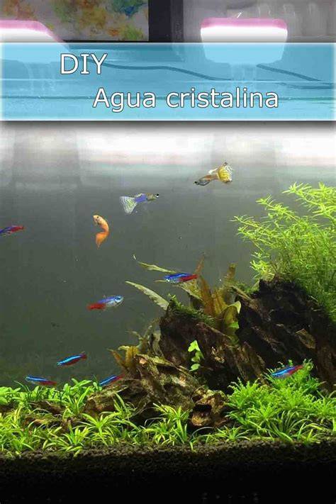 Agua cristalina en acuario con peces