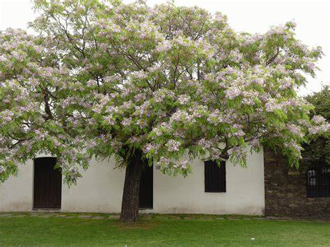 Melia azedarach árbol completo