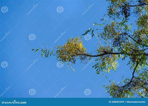 Frutos amarillos de Melia azedarach
