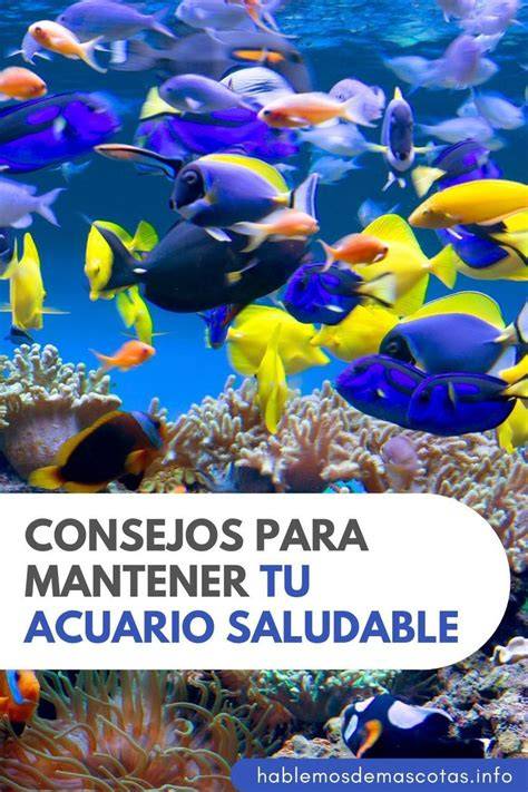 preparación de agua marina para acuario